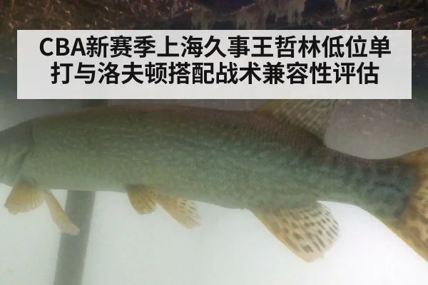 CBA新赛季上海久事王哲林低位单打与洛夫顿搭配战术兼容性评估